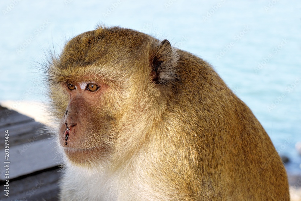 Golden hairy monkey with bloody face with sad eyes, Long-tailed macaque,  Crab-eating macaque, Condition of injured animals after war and fighting  Stock Photo | Adobe Stock