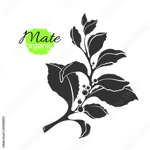 Vector silhouette of mate branch. Nature shape