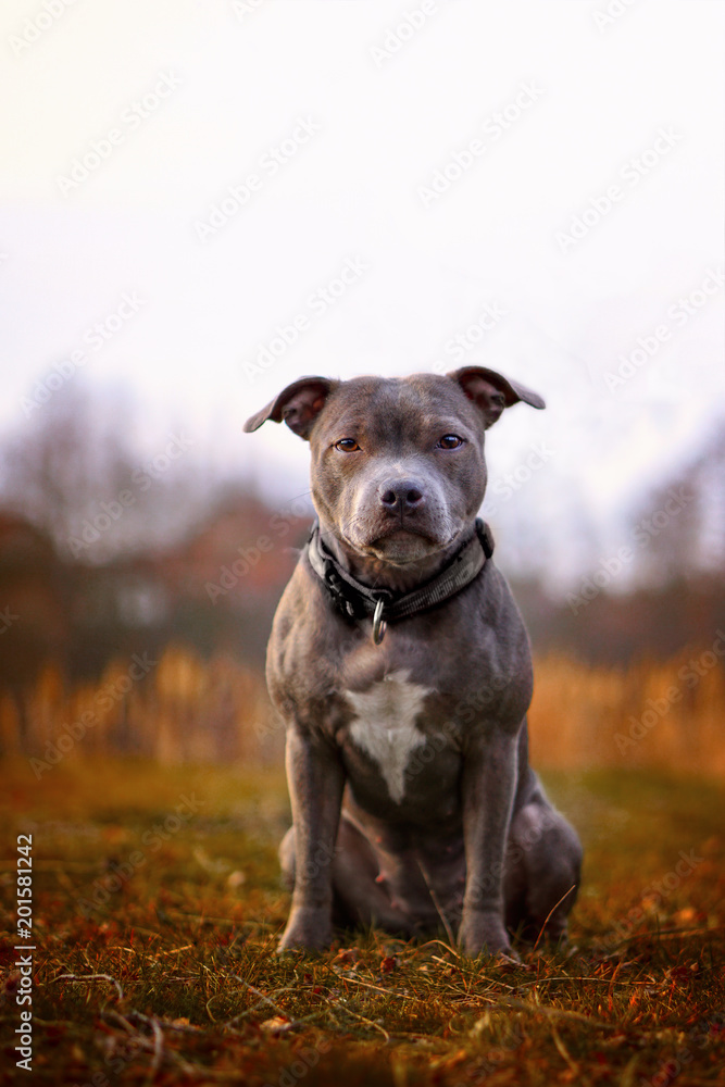 stafordshire bullterier portrait