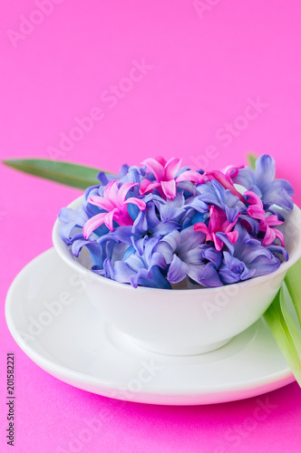 Group of violet and magenta petals of hyacinth flower in a white bowl on a magenta background. Close up.