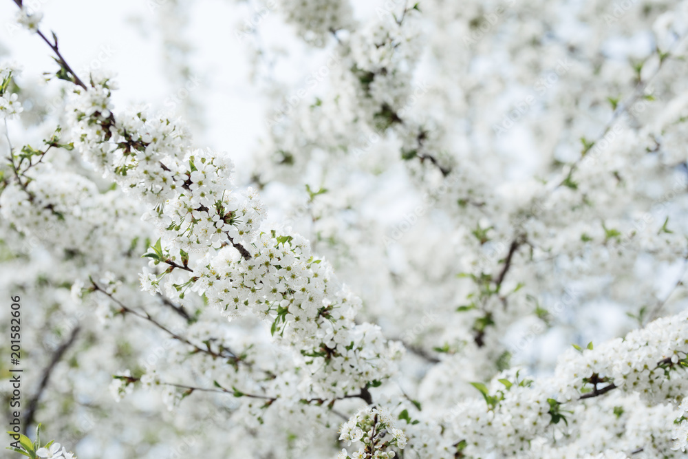 Blossom tree over nature bokeh background. Spring flowers. Spring Background Blossom tree over nature bokeh background. Spring flowers. Spring Background