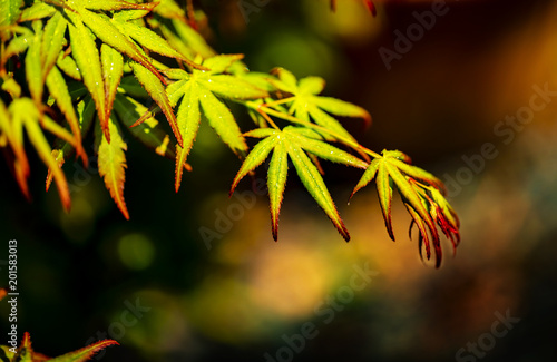 梅雨の紅葉と黒バック