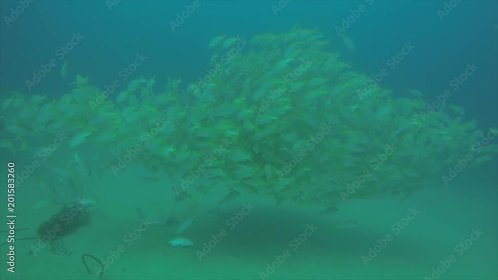 Yellow snapper (Lutjanus argentiventris), forming a school in a shipwreck, reefs of Sea of Cortez, Pacific ocean. Cabo Pulmo, Baja California Sur, Mexico. Yellow snapper (Lutjanus argentiventris), forming a school in a shipwreck, reefs of Sea of Cortez, Pacific ocean. Cabo Pulmo, Baja California Sur, Mexico.