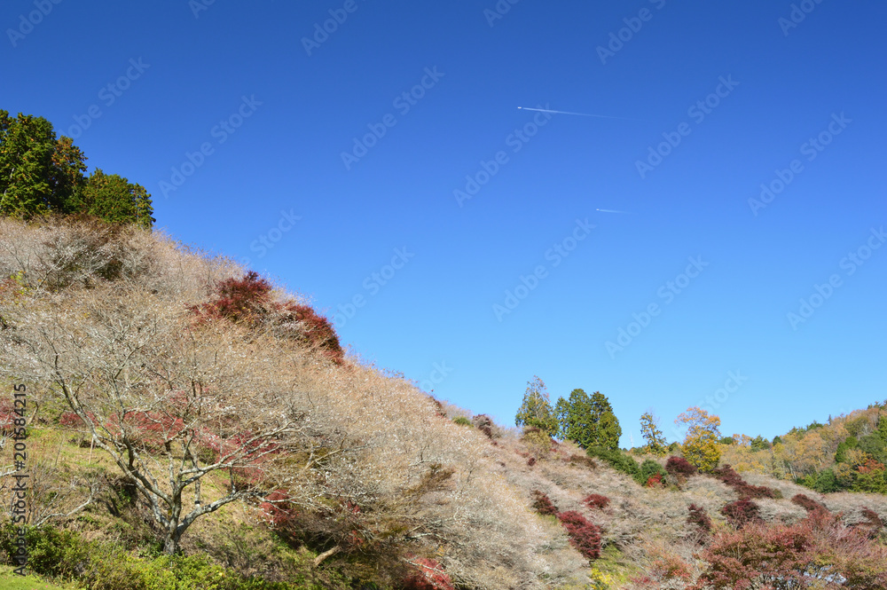 A mountain with blue sky, evergreen trees, colored leaves and cherry blossoms in autumn.
