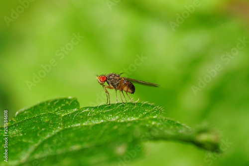 Macro brown flies of the Ephydridae family with red eyes