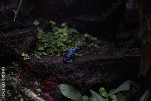 Blue toad in a natural botanical garden