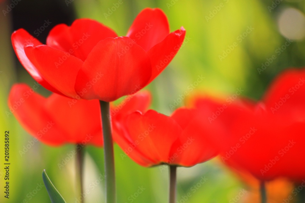 Fototapeta premium Tulipany rozkwitnięte pielęgnacja