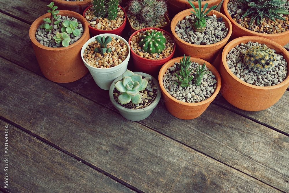 Various little succulent pot plants collection on vintage wood table with free space background, kalanchoe, dorestenia, echeveria, cactus, haworthia