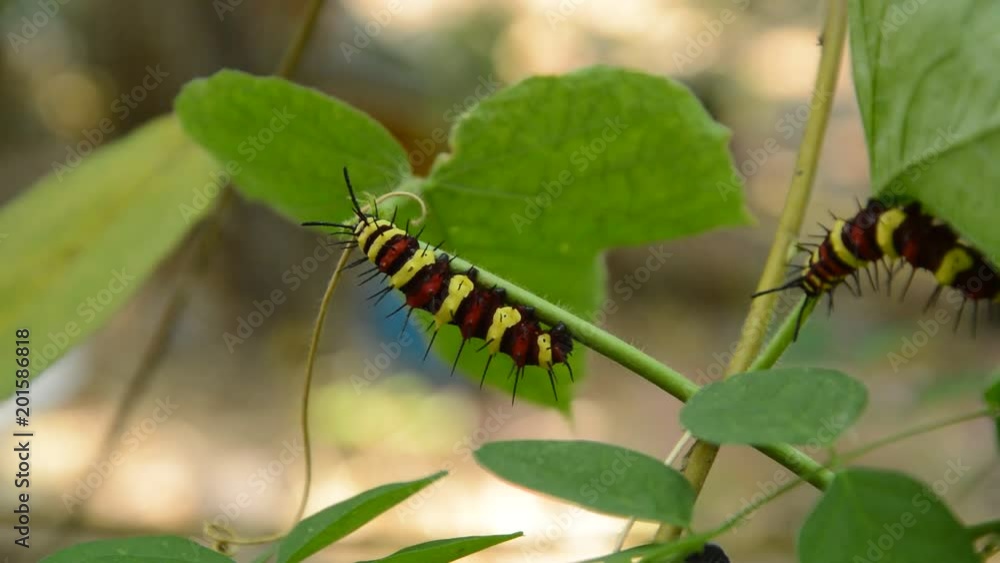 caterpillar climbing and feeding on butterfly pea branch in garden caterpillar climbing and feeding on butterfly pea branch in garden