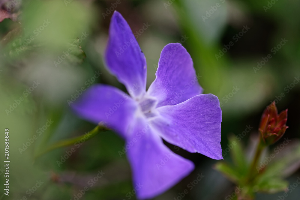 perwinkle flower in a meadow