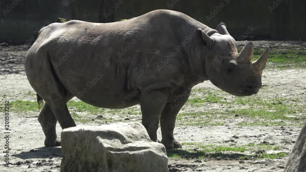 Rhinoceros (Diceros bicornis) with large horns Rhinoceros (Diceros bicornis) with large horns