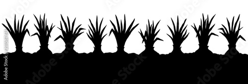 Onion. Vector drawing