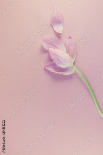 Fototapeta Naklejka Na Ścianę i Meble -  Pink tulip with petals on pink background Flat lay