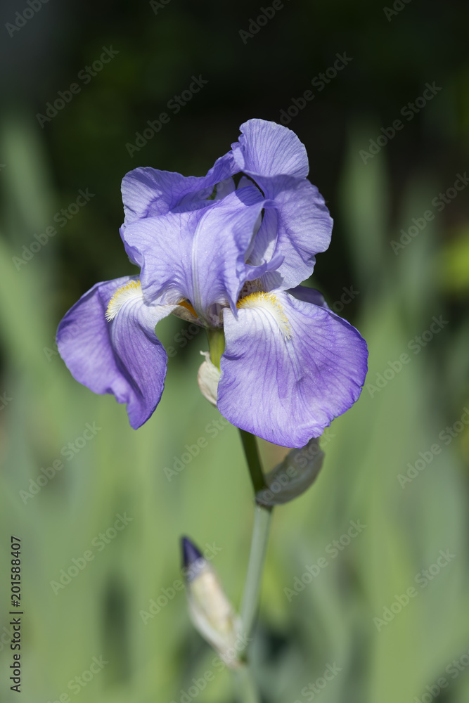 薄紫色のアヤメの花のアップ