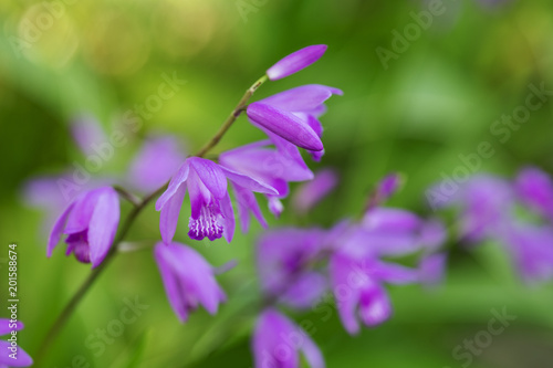 紫のシランの花のアップ