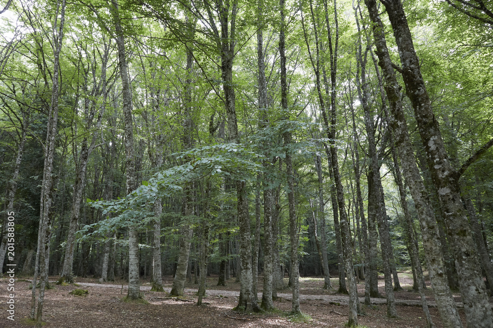 Obraz premium foresta umbra