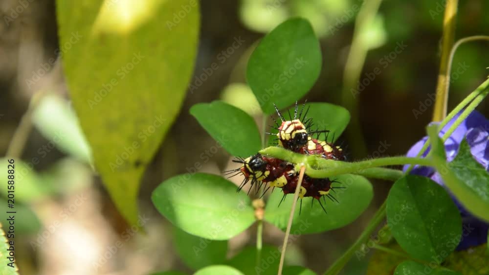 caterpillar climbing and feeding on butterfly pea branch in garden caterpillar climbing and feeding on butterfly pea branch in garden