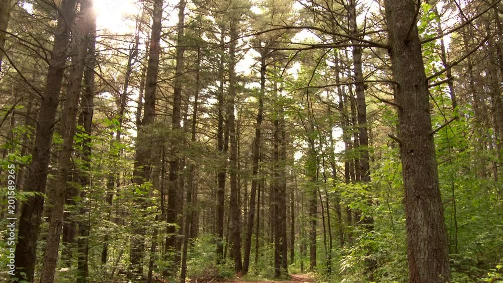 Pan right to left of pine and leaves forest with sun shinning through Pan right to left of pine and leaves forest with sun shinning through