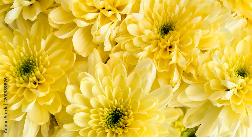 A Beautiful Bunch of Yellow Chrysanthemum Heads A Beautiful Bunch of Yellow Chrysanthemum Heads