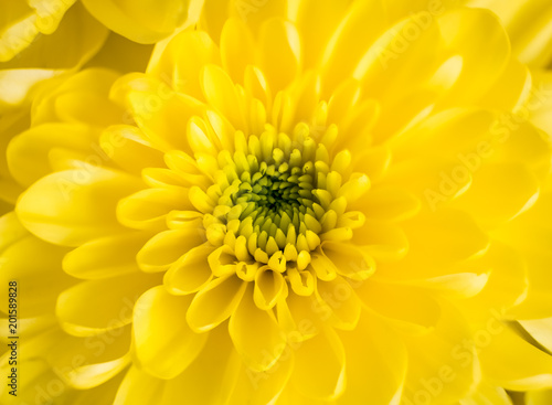 Beautiful Yellow chrysanthemum head