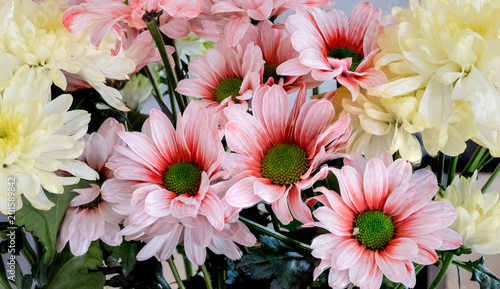 A Beautiful collection of Chrysanthemums and Gerber Daisies.