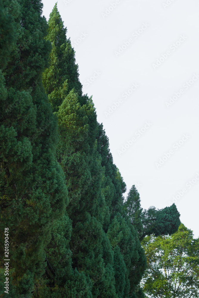 Obraz premium the pine tree on the clear white sky background