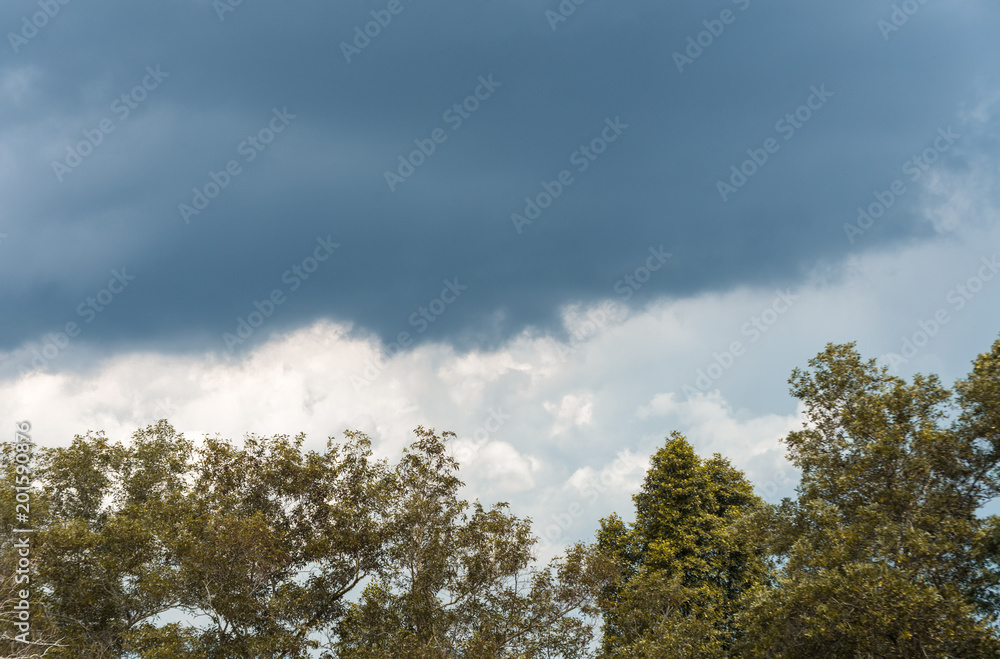 the trees of the forest on the background of dark thick rainy clouds the trees of the forest on the background of dark thick rainy clouds