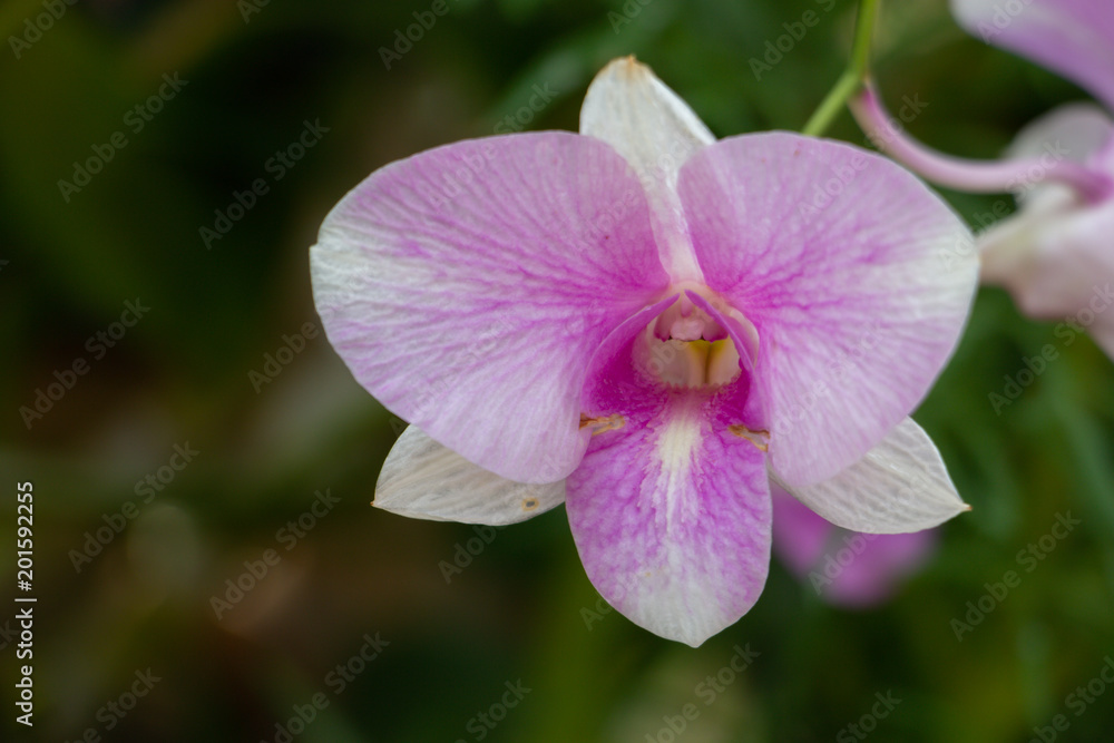 beautiful purple orchid flowers beautiful purple orchid flowers