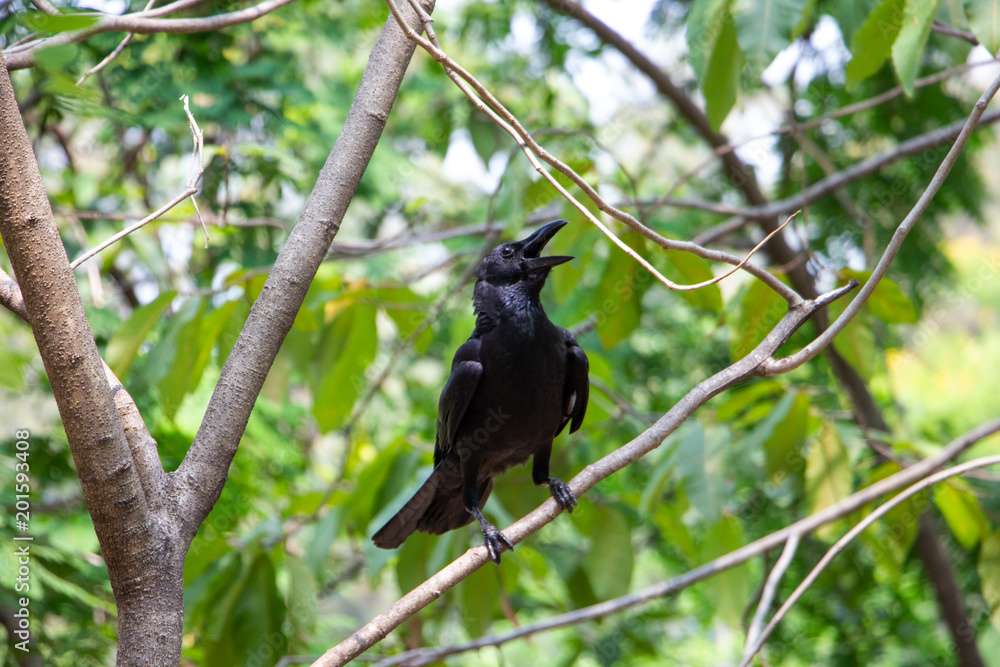 A black crow, crowing loudly from the tree tops A black crow, crowing loudly from the tree tops