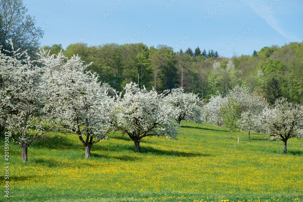 Naklejka premium Frühling