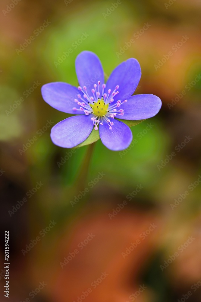 Spring flower. Beautiful blooming first small flowers in the forest. Hepatica. (Hepatica nobilis) Spring flower. Beautiful blooming first small flowers in the forest. Hepatica. (Hepatica nobilis)