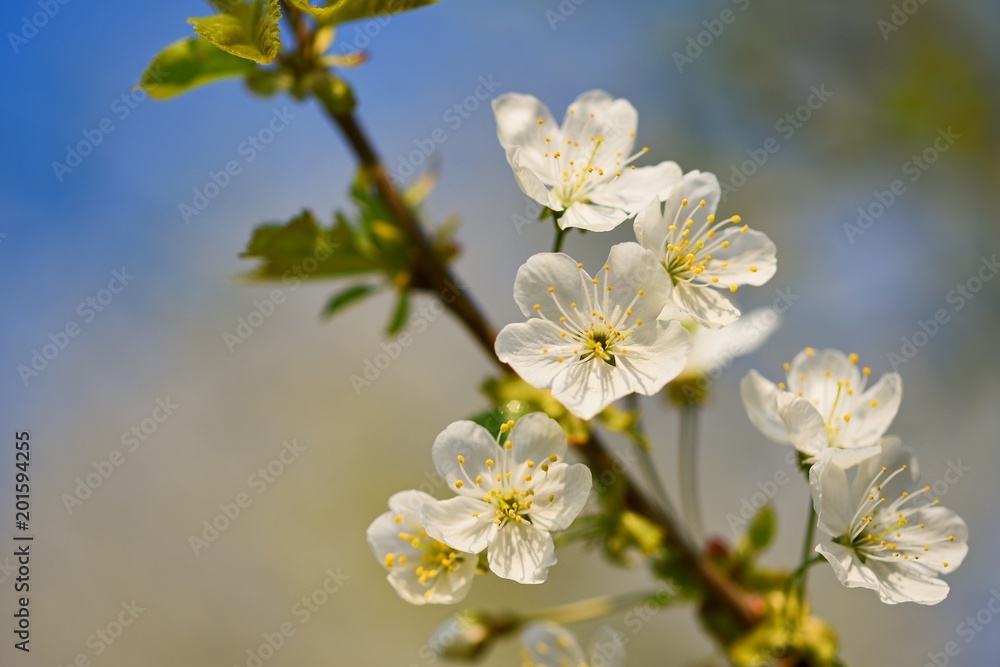 Blossom tree. Nature background in sunny day. Spring flowers. Beautiful Orchard and abstract blurred background. Concept for springtime.