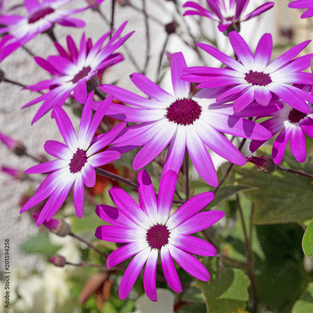 Aschenblume, Pericallis senetti Aschenblume, Pericallis senetti