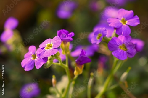 Spring flowers in garden. Purple flame flowers of phlox  Phlox paniculata 
