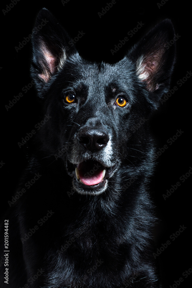 German shepherd German shepherd