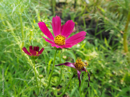 Cosmos flower in garden