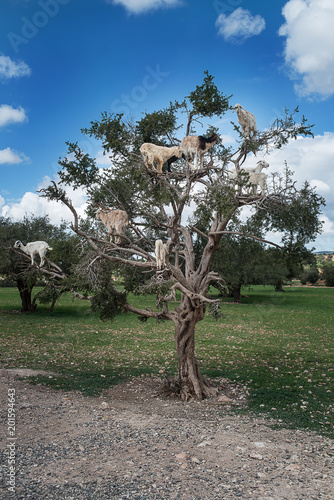 Capre su albero di Argan