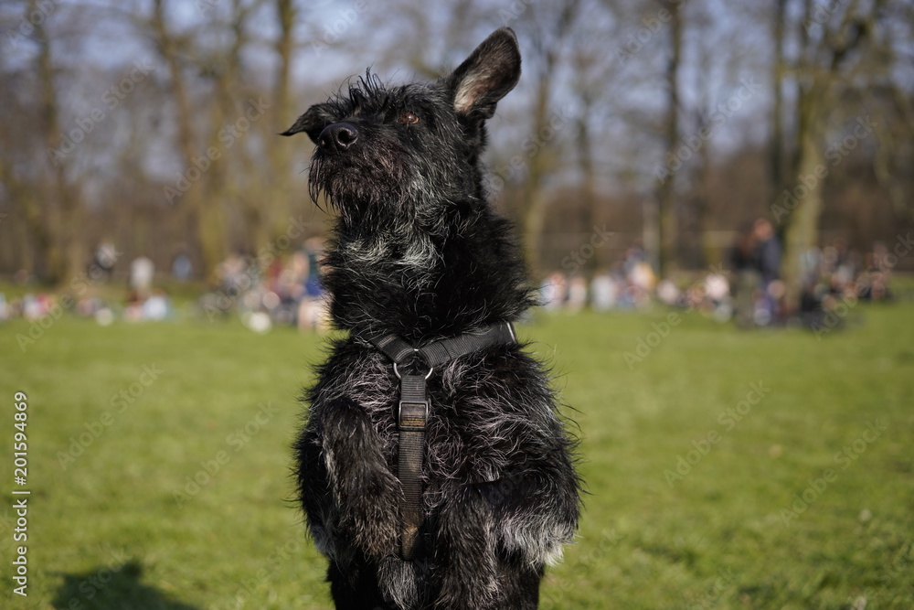 Black dog at the park on a sunny day