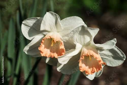 Fototapeta Naklejka Na Ścianę i Meble -  Narcissus flowers in the garden in front of blurred background