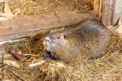 nutria farm. Close-up cultivation of nutria as valuable fur and ellitic meat.