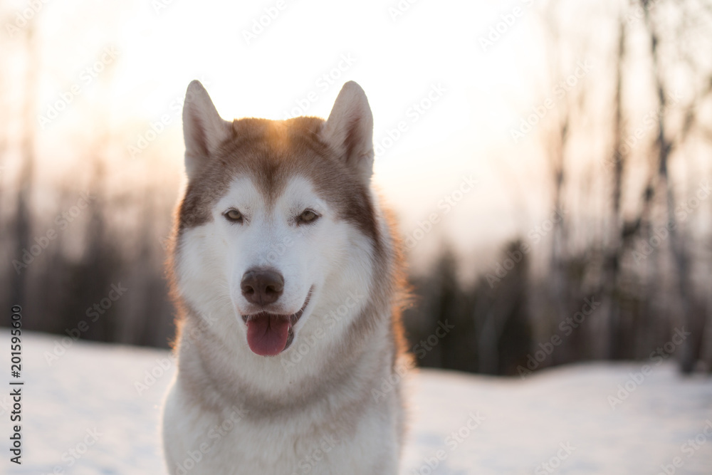 Close-up portrait of free and beautiful dog breed siberian Husky sitting on the snow in winter forest at golden sunset. Image of gorgeous beige and white Husky topdog looks like a wolf Close-up portrait of free and beautiful dog breed siberian Husky sitting on the snow in winter forest at golden sunset. Image of gorgeous beige and white Husky topdog looks like a wolf