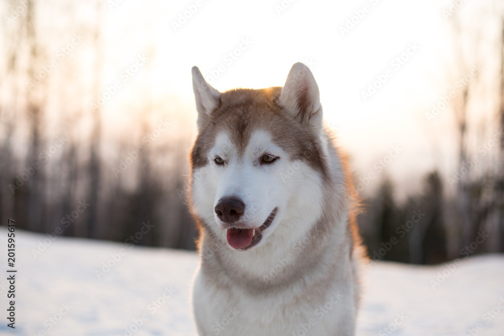 Close-up portrait of prideful and young dog breed siberian Husky sitting on the snow in winter forest at golden sunset. Profile Image of beautiful beige and white Husky topdog looks like a wolf