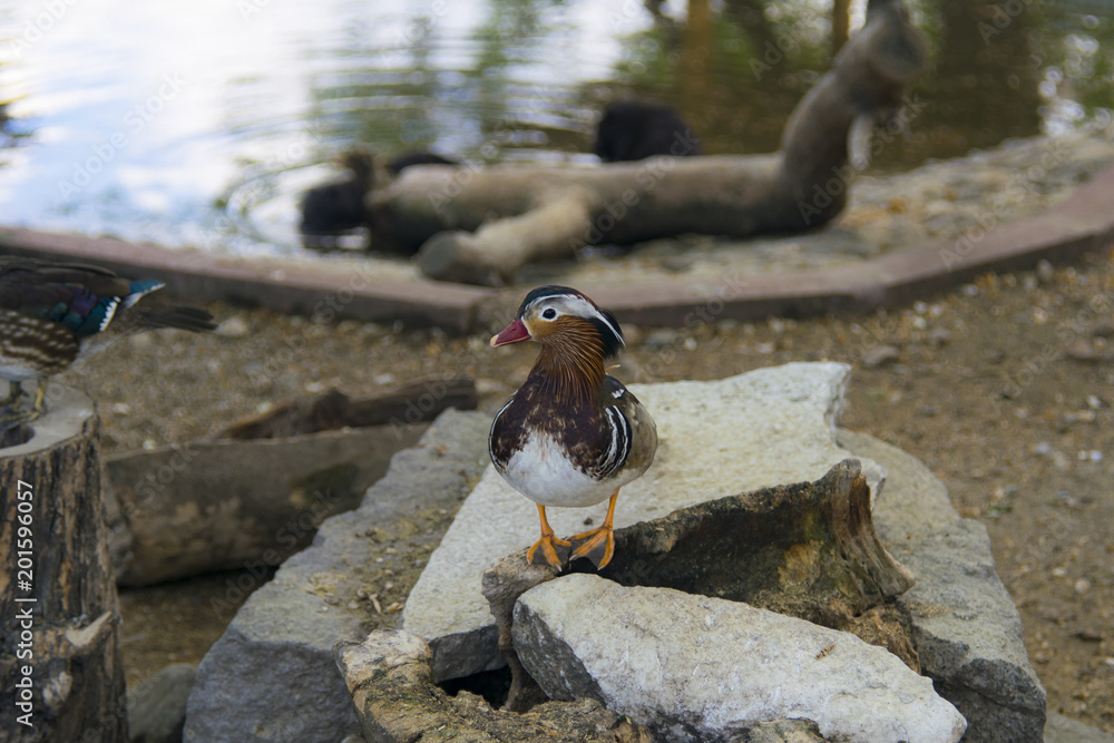 Fototapeta premium Duck looking 