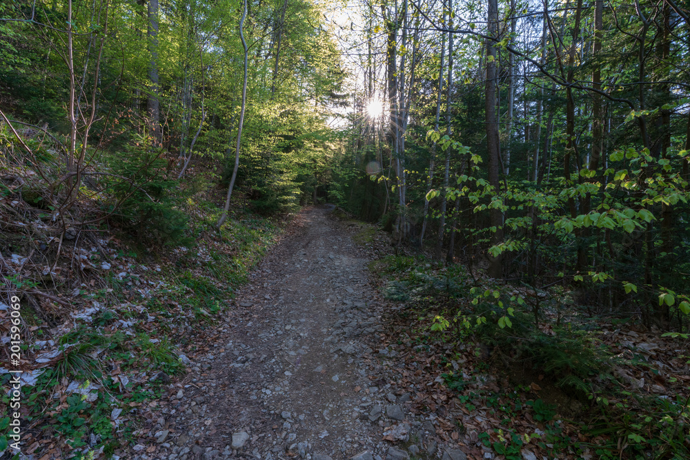 Fototapeta premium Wanderweg im Wald