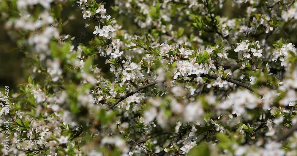 Delicate flowers of a cherry tree, backlit, close up. Selective focus Delicate flowers of a cherry tree, backlit, close up. Selective focus