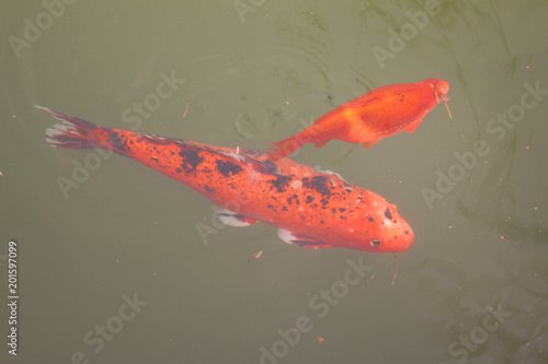 pesce rosso libero nello stagno 