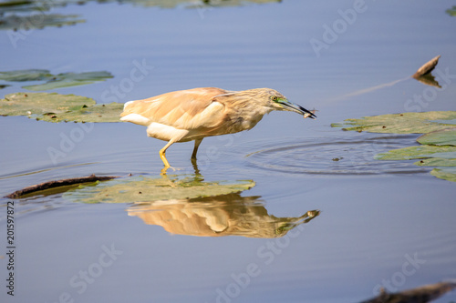 Sgarza ciuffetto (Ardeola ralloides) con preda catturata photo