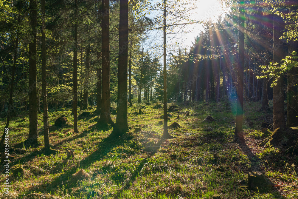 Fototapeta premium Wald in der Dämmerung