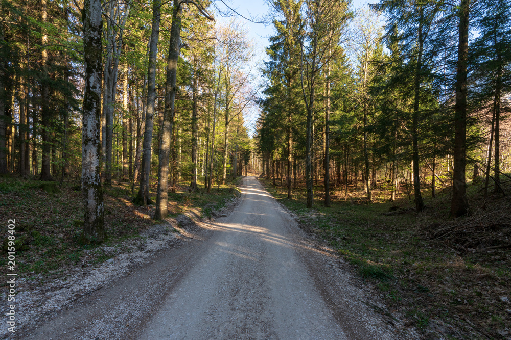 Schotterweg Wanderweg im Wald