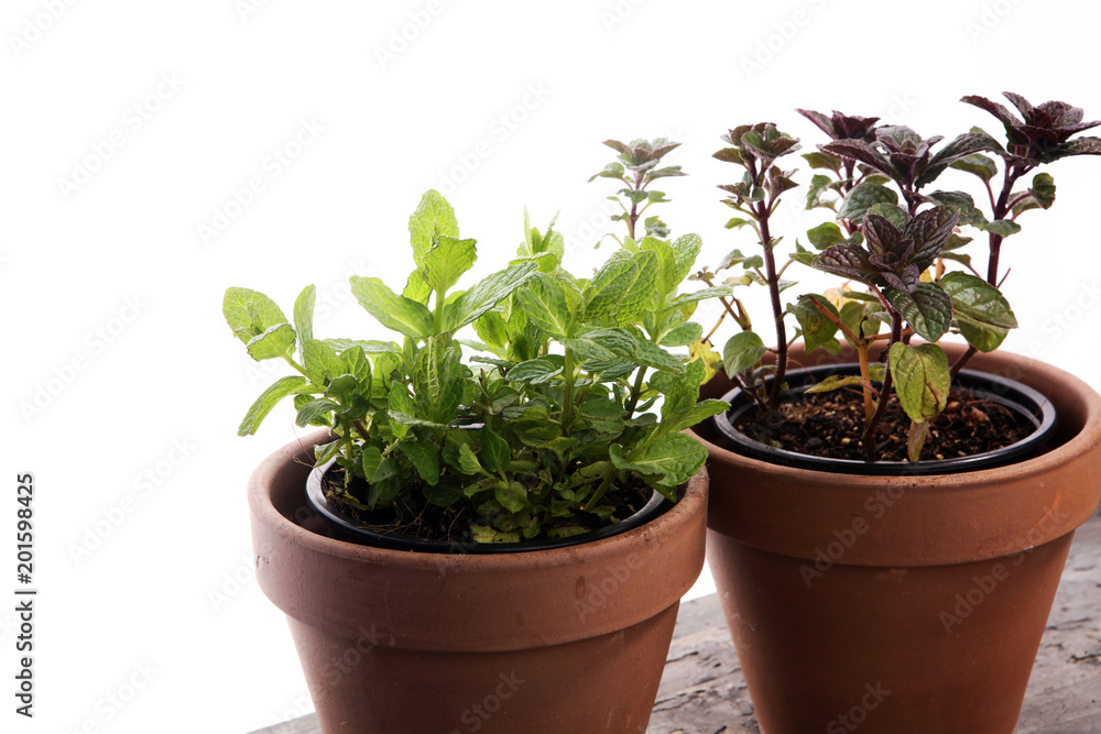 Homegrown and aromatic herb mint in old clay pot. Homegrown and aromatic herb mint in old clay pot.
